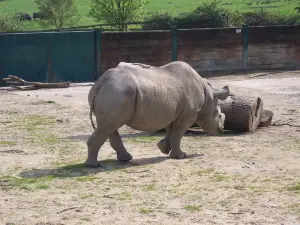 Howletts Wild Animal Park