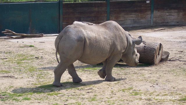 Howletts Wild Animal Park
