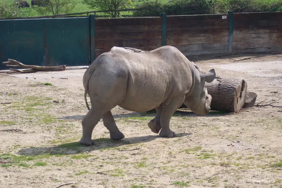 Howletts Wild Animal Park