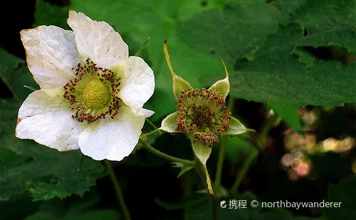 핸디 우즈 주립공원