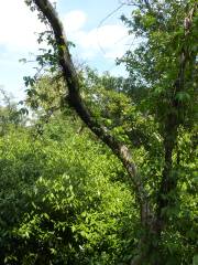 Dagny Johnson Key Largo Hammock Botanical State Park