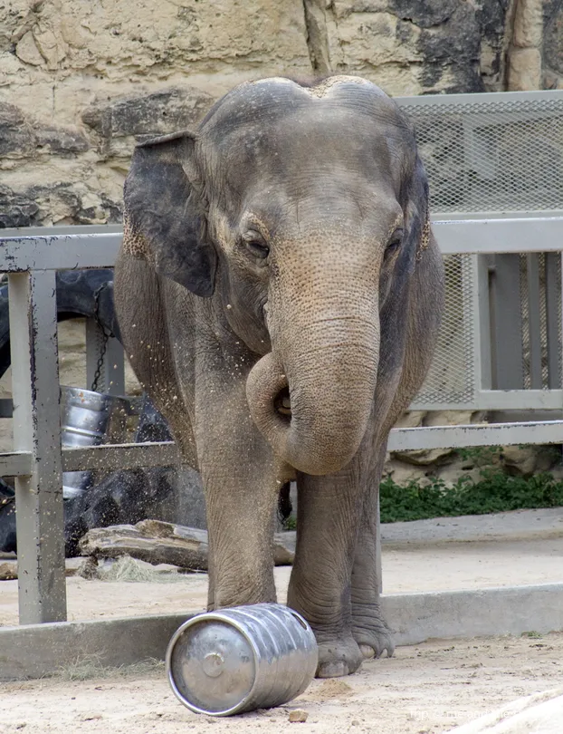 5_San Antonio Zoo