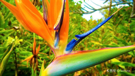 Kula Botanical Garden