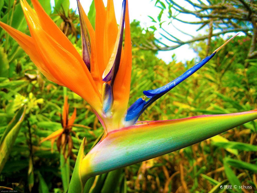 Jardín botánico de Kula