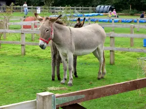 Donkey Sanctuary