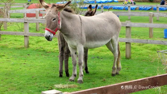 The Donkey Sanctuary