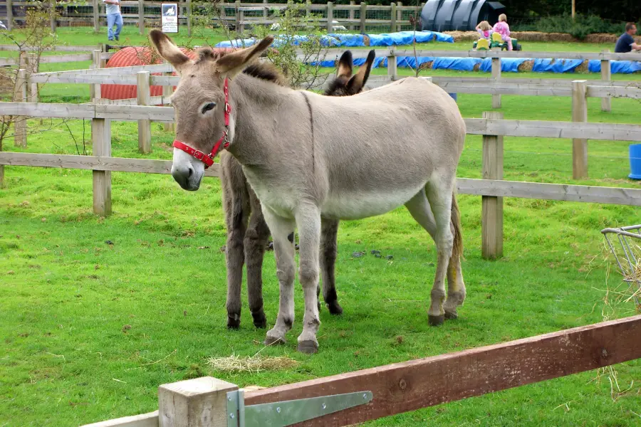 The Donkey Sanctuary