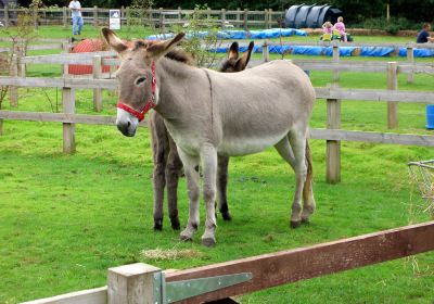 The Donkey Sanctuary