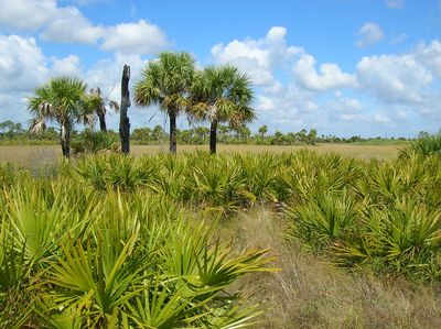 Cypress Trails Ranch LLC