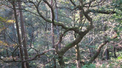 National Trust - Hardcastle Crags