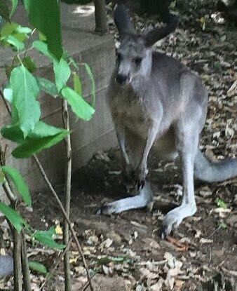 漢密爾頓島野生動物園