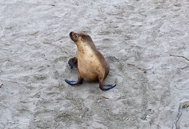 Seal Bay