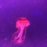 評論圖片 5