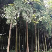 評論圖片 7