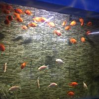 評論圖片 7
