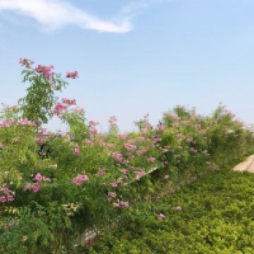 評論圖片 4