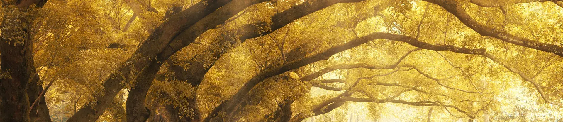 Fall Viewing Attractions