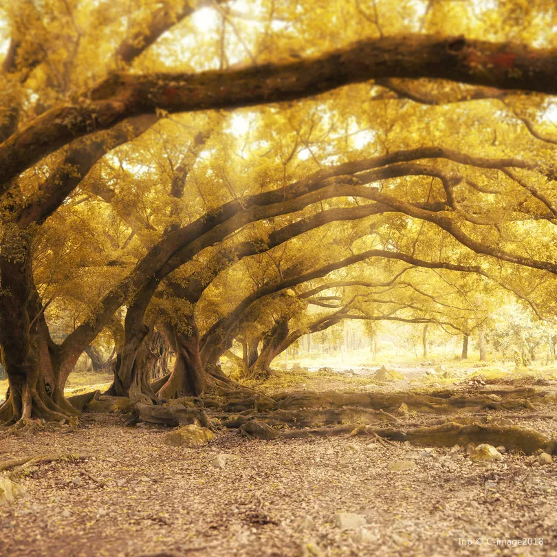 4_หยางเจียซิ