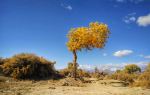 North Tashan original Populus euphratica