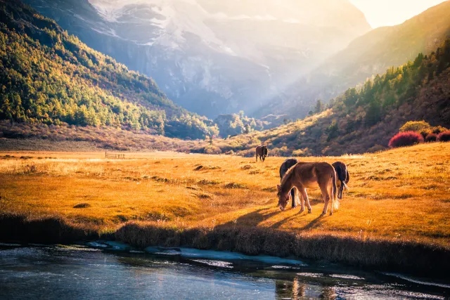 Daocheng Yading: 7 Beautiful Scene and Snowy Plateau