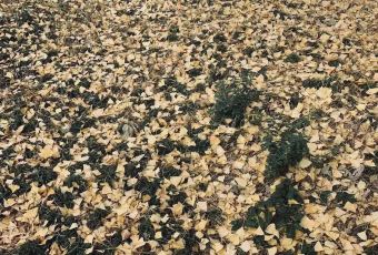 老古树餐厅(历史景点店) User Photo