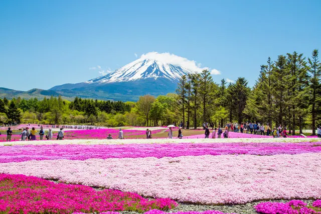 Mount Fuji: The Undisputed King of Japan's Mountains