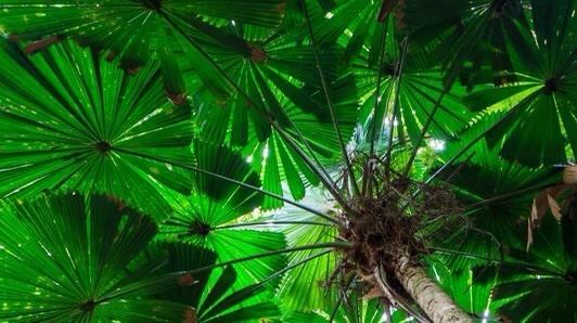 Tamborine Rainforest Skywalk