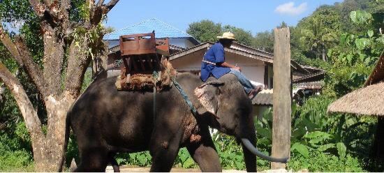 Meidan Elephant Camp