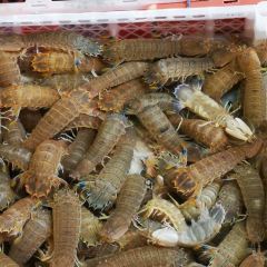 Biguiyuanshiliyintanjiudian·fenghuangxuanzhong Restaurant 여행 사진