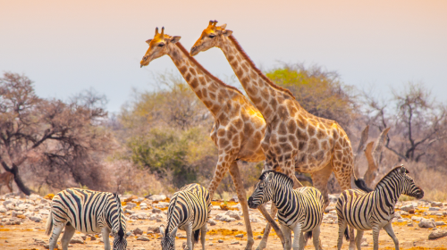 Etosha National Park