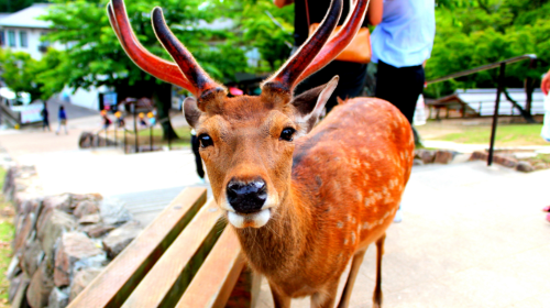 奈良公園