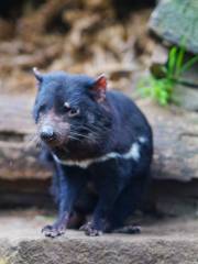 Tasmanian Devil Unzoo