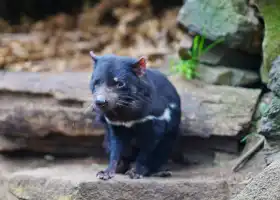 Tasmanian Devil Unzoo