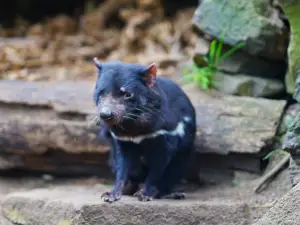 Tasmanian Devil Unzoo