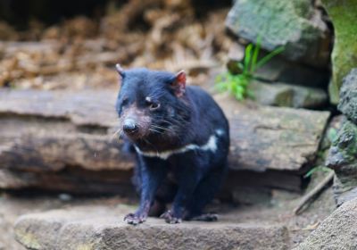 Tasmania Devil Park