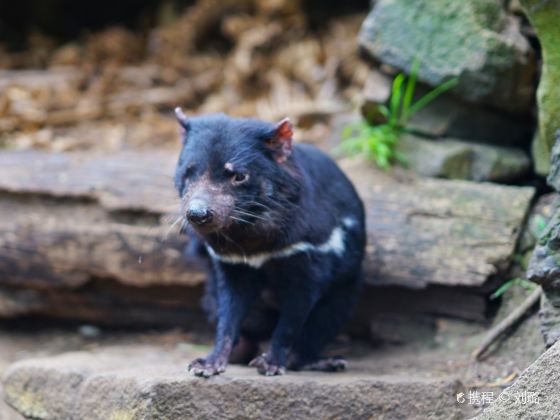 Tasmanian Devil Unzoo