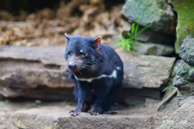 Australian Wildlife Viewing