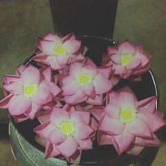 Chanrey Tree Restaurant User Photo