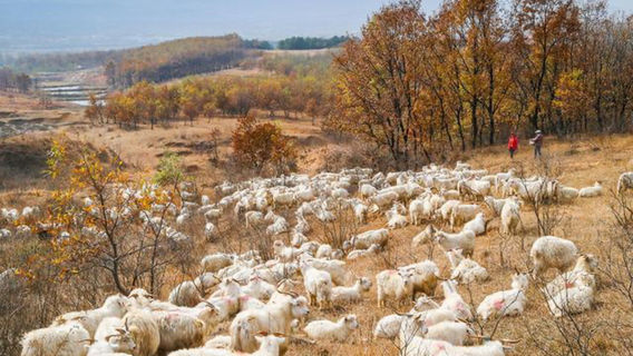 Minxing Farm in Taihu County