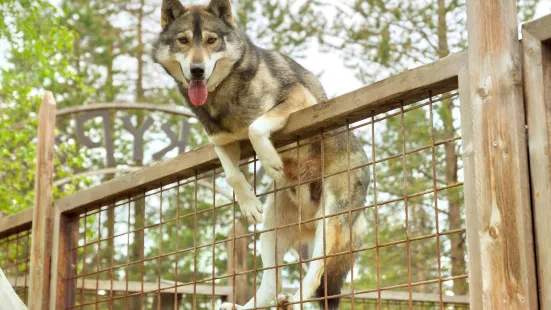 Dog Sledding Park