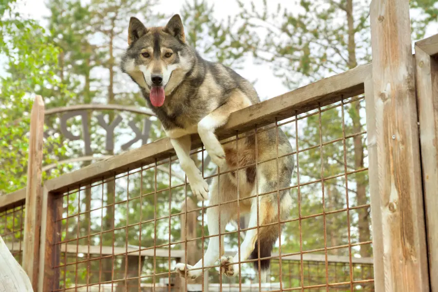 Dog Sledding Park