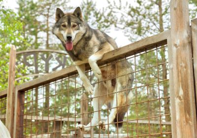 Dog Sledding Park