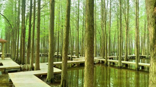 Lizhong Water Forest Park