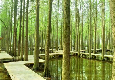 李中水上森林公園