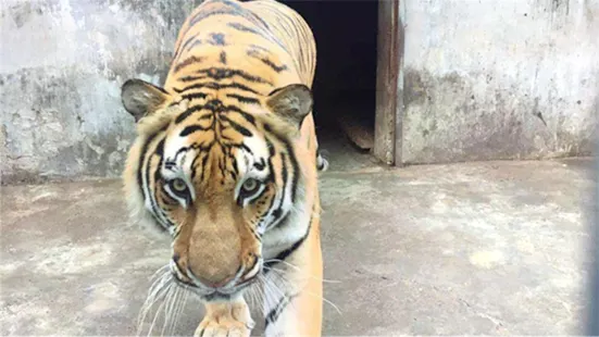 天鵝湖動物園