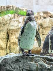 Nagasaki Penguin Aquarium