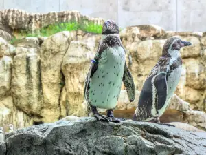 長崎企鵝水族館