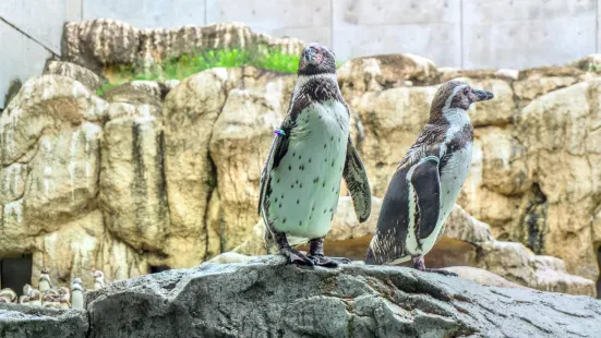 Nagasaki Penguin Aquarium