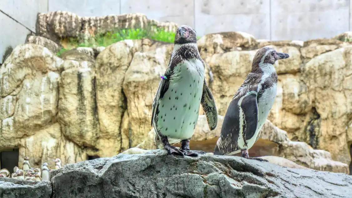 Отели рядом с достопримечательностью «Nagasaki Penguin Aquarium»