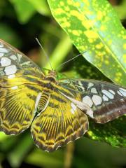 Habitat Butterflies Conservation Center